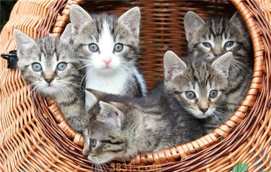 小猫想念猫妈妈的表现 小猫想念猫妈妈会怎么样(图2)