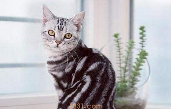 小猫一直叫的我烦死了 要了解原因之后才能避免猫咪继续叫(图1)
