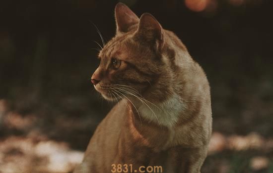猫咪可以偶尔吃狗粮吗 不要乱给猫咪喂食哦(图1)