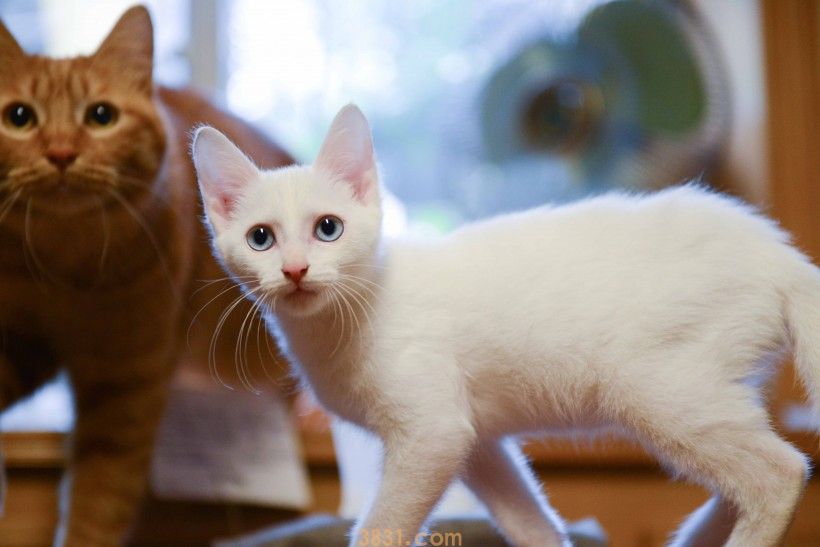 大猫和小猫能一起养吗 大猫会欺负小猫吗(图1)