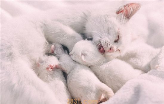 大猫和小猫能一起养吗 大猫会欺负小猫吗(图2)