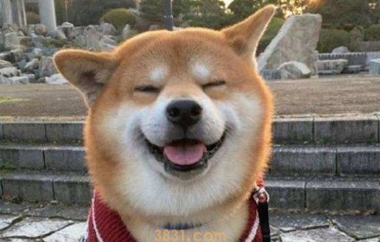 秋田认几个主人 秋田犬一生认几个主人(图1)