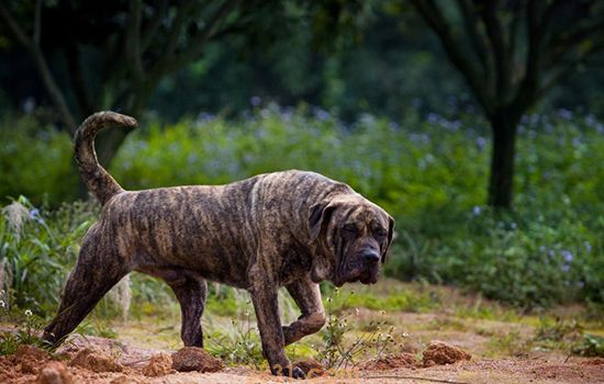 加纳利犬怎么区分普加和道加(图1)