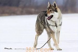 捷克狼犬在中国哪些地方禁养(图1)