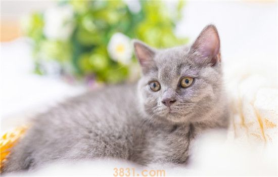 养猫之后身上隐隐的痒 导致骚痒的原因可能是这三个(图2)