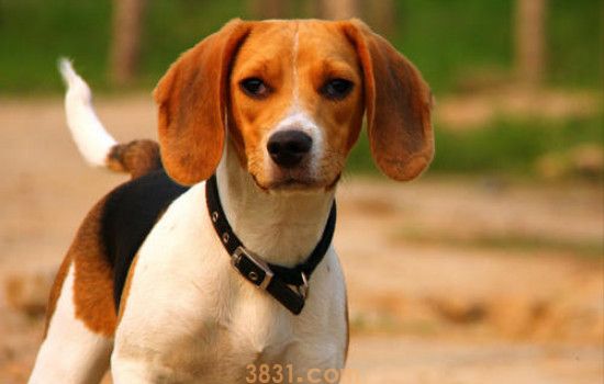 比格犬为什么是实验犬 为什么用比格犬做实验(图1)