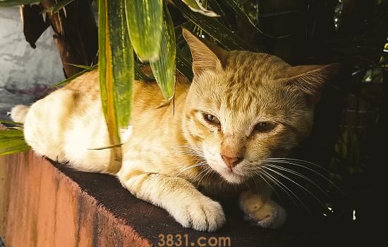 猫毛可以剃光吗 主人不要随意剃光猫咪的毛发哦(图1)