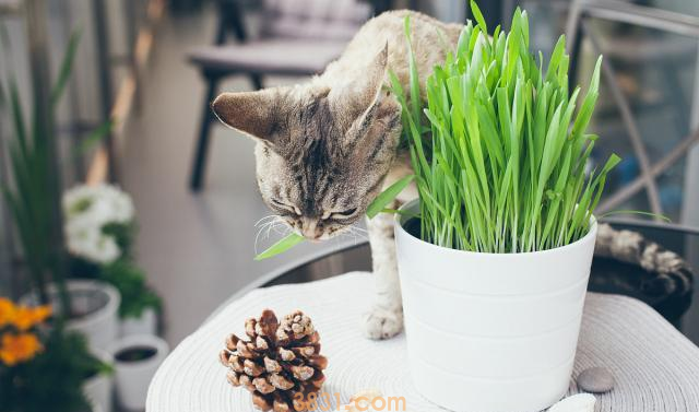 猫草和猫薄荷一样吗 都有什么作用?(图1)