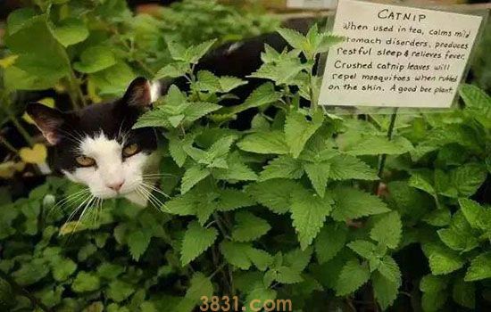 猫草和猫薄荷一样吗 都有什么作用?(图2)
