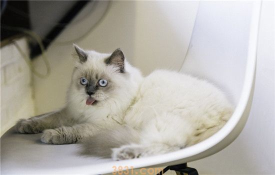 不要给猫带除跳蚤圈 除跳蚤圈除了跳蚤还能除猫(图1)