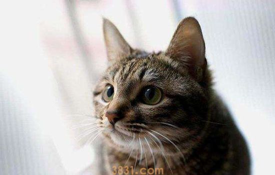 猫胡子掉了 还能再长出来吗?(图1)