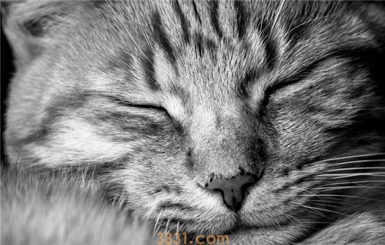 如何判断猫倒睫 猫咪倒睫该怎么进行处理(图2)