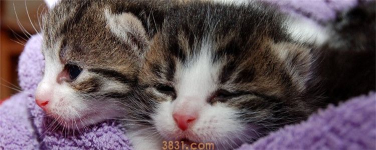 两只猫打架不管可以吗 猫咪打架可能是在打闹(图1)
