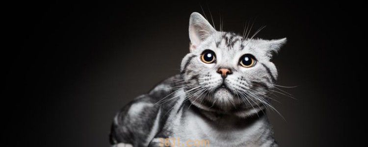 木天蓼和猫薄荷的区别 这两个的区别真的要弄清楚!(图1)