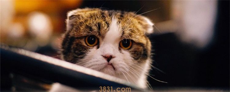 两个月大小猫泪痕重 小猫也会出现泪痕吗(图1)