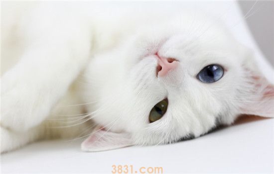 小猫用头蹭你什么意思 你家的小猫喜欢蹭你吗(图1)