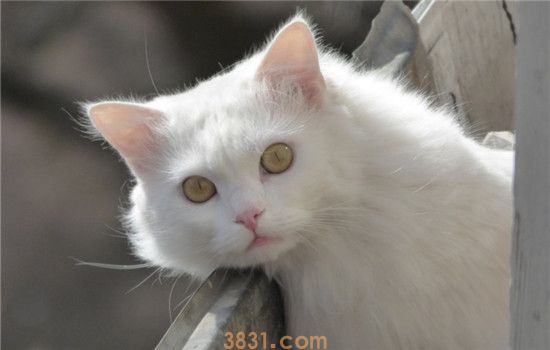 小猫用头蹭你什么意思 你家的小猫喜欢蹭你吗(图2)