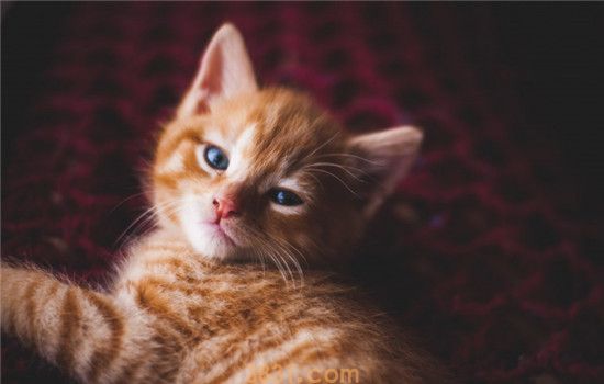 小奶猫拉肚子 导致小奶猫拉肚子的原因是什么(图1)
