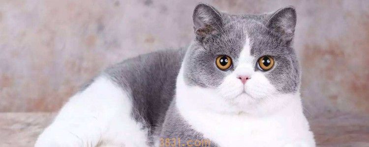 怎么让猫咪熄灯就睡觉 这就看你的训练到不到位!(图1)