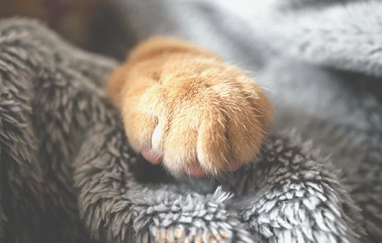 被猫抓出血了要打狂犬疫苗吗 狂犬疫苗并不是非打不可!(图1)