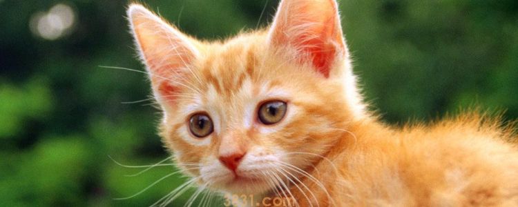 被猫抓出了一点点血 比打针更重要的是伤口消毒(图4)