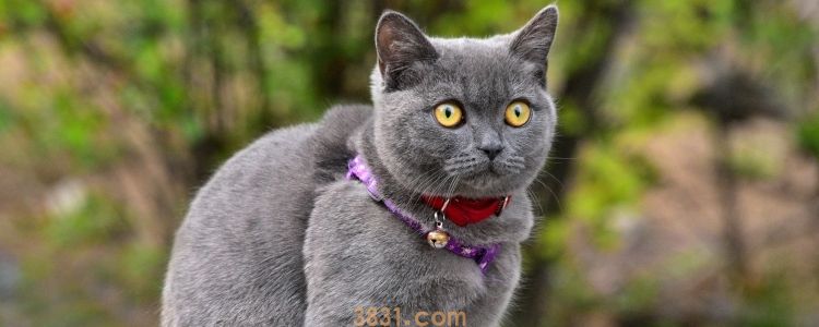蓝猫鼻子周围毛泛白 是皮肤病吗?(图1)
