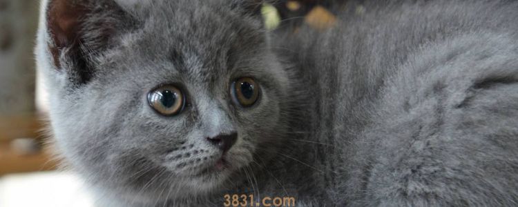 蓝猫粘人吗 黏人的小妖精就是它没错了!(图1)