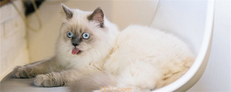 会用猫砂盆 突然乱拉屎,猫咪怎么突然不爱干净了(图1)