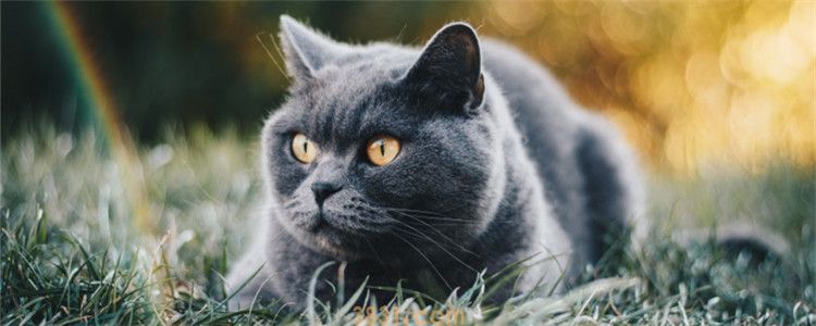 公猫不会配猫只会咬头 公猫不会交配该怎么办(图1)