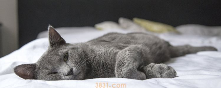 蓝猫和银渐层能生出什么来 还是英短品种吗?(图1)