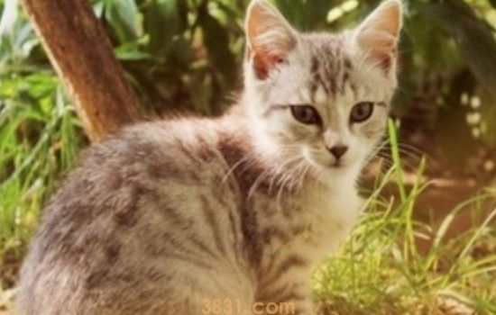 母猫会自己断奶吗 这个是肯定不可能的呀!(图1)