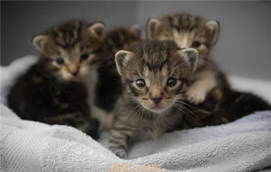2个月小猫拉稀带血 小猫到底是怎么了(图1)