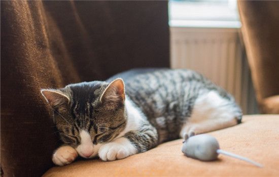 2个月小猫拉稀带血 小猫到底是怎么了(图2)