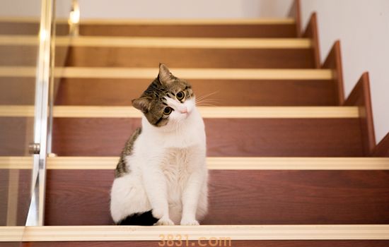 猫中毒能活多久 要根据情况而定(图1)