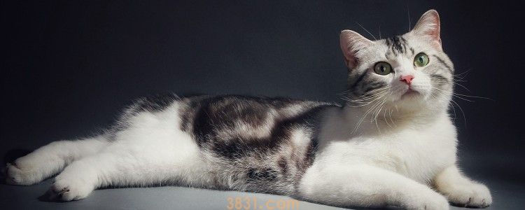 母猫断奶后有硬块正常 硬块肯定不可能是正常现象啊!(图1)