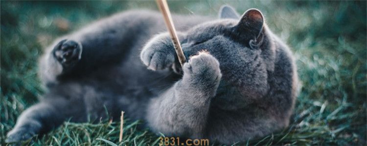 公猫尿频尿少 猫咪尿频是为什么(图1)