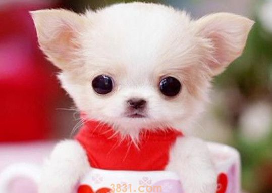 茶杯犬掉毛严重吗(图1)