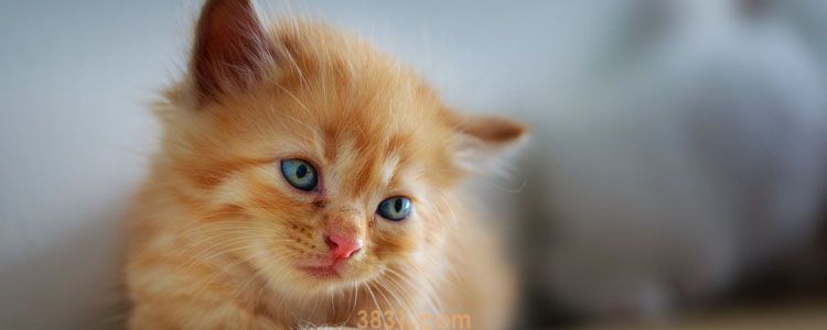 被一个月小猫抓伤出血要打针吗 关于狂犬病央视有话说!(图4)