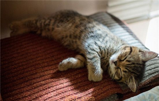 3个月小猫的正常体重 体重有波动是正常的(图1)