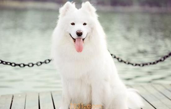 萨摩耶犬训练教程 萨摩耶犬训练技巧(图1)