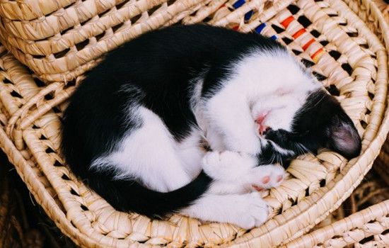 3个月小猫应该放笼子吗 要给猫咪足够的自由(图1)