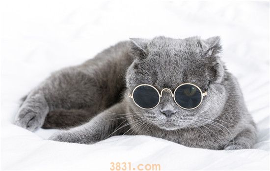 蓝猫掉毛怎么办 有什么方法制止掉毛?(图1)