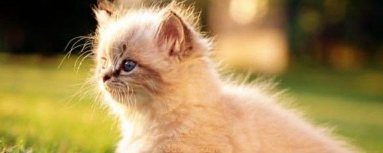 打过针的猫抓破有事吗 还是需要疫苗注射的!(图1)
