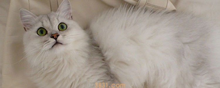 母猫难产的表现 可以正确判断母猫难产吗?(图1)