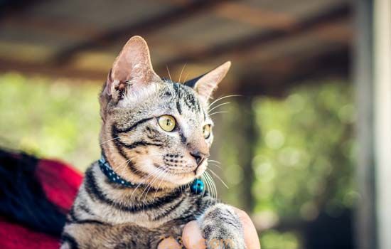 母猫避孕偏方 不要随便信偏方,不要猫命了吗?(图4)