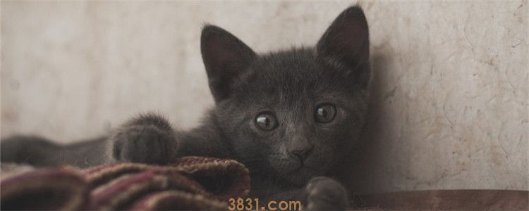 如何养和训练蓝猫 什么时候训练猫咪最好(图1)