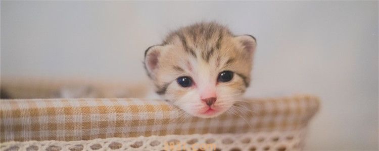 奶猫肚子鼓鼓的不拉屎 如何刺激小猫排便(图1)