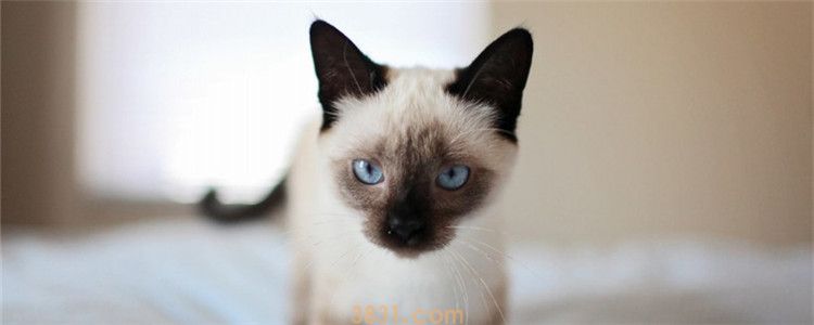 奶猫只小便不大便 没满月的猫不会自己排便(图1)