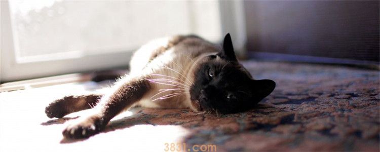 夏天给猫咪洗澡可以不吹干吗 不管什么季节都要及时吹干(图1)