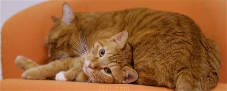 大猫咬新来的小猫后颈 大猫是吃醋了吗(图1)